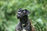 CANE CORSO 1155